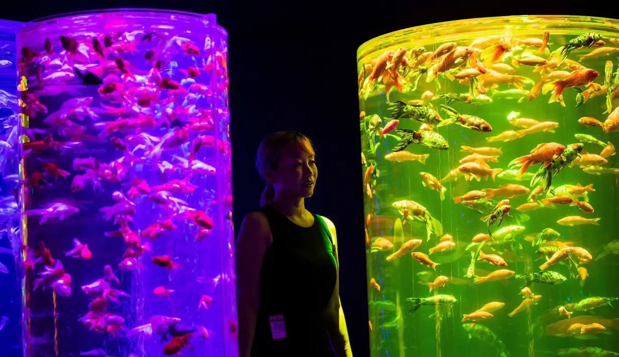 Seorang perempuan berfoto di dekat akuarium berisi ikan mas yang bertajuk "The Forest of Goldfish" selama pratinjau pers pameran Art Aquarium 2020 di Tokyo, Jepang, Kamis (27/8/2020). Art Aquarium kini menampilkan 30 ribu ikan mas yang ditempatkan di tangki-tangki besar. (Behrouz MEHRI / AFP)