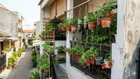 5 Ide Kebun Tomat Rampai Gantung untuk Rumah Tanpa Halaman agar Panen Melimpah