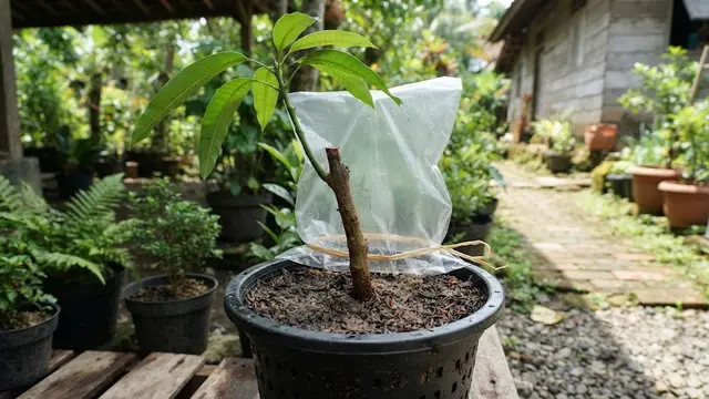 Stek Pohon Mangga di Media Tanah