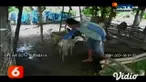 Belasan hewan ternak warga di Kabupaten Tuban, Jawa Timur, ditemukan mati di dalam kandang. Bangkai kambing dan domba yang ditemukan terdapat luka gigitan pada leher dan luka lebar di perutnya. Warga menduga akibat serangan kawanan anjing liar.