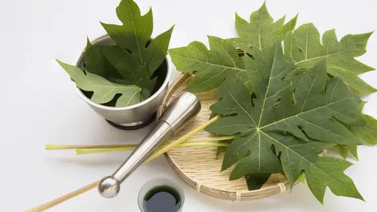 Cara Membuat Air Rebusan Daun Pepaya Baik untuk Kolesterol dan Diabetes