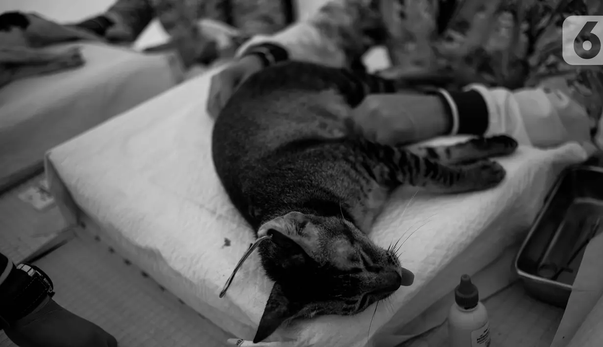 Petugas Bidang Peternakan Dinas Ketahanan Pangan dan Pertanian DKI Jakarta melakukan kastrasi atau kebiri terhadap kucing jantan lokal di Balai Kota DKI, Selasa (15/10/2019). Kegiatan memperingati Hari Rabies Dunia 2019 ini diharap bisa mengendalikan populasi kucing. (Liputan6.com/Faizal Fanani)