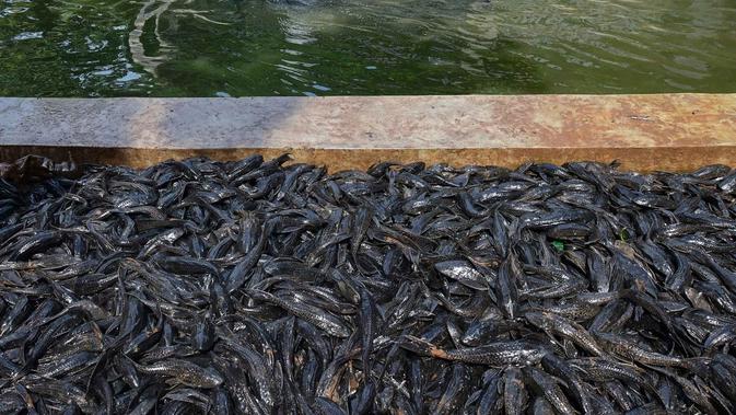 Usai Ditangkap, Ikan Sapu-Sapu Dimusnahkan dengan Cara Tak Biasa: Dibelah Sebelum Dikubur