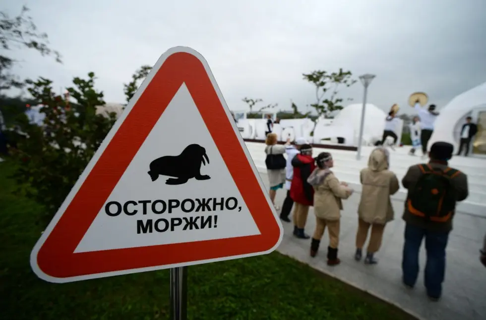 Hati-hati ada walrus (Evgeny Biyatov/RIA Novosti)