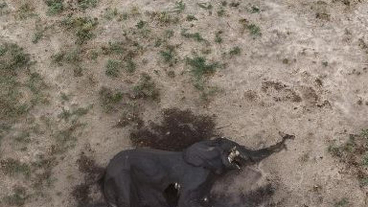 FOTO: Memilukan, Ratusan Gajah di Zimbabwe Mati Membusuk Karena Kekeringan Ekstrem