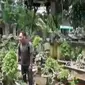 Peluang bisnis masih terbuka bagi pembudidaya tanaman bonsai. Sementara itu, pecinta eromodeling di Karanganyar adu ketangkasan.