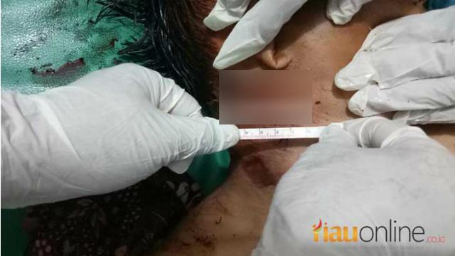 Harimau Terkam Buruh Bangunan di Indragiri Hilir