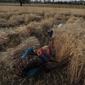 Petani India memanen tanaman gandum di desa Ganeshpur, di distrik Sonbhadra, negara bagian Uttar Pradesh, India (11/4/2021).  Kementerian Pertanian & Kesejahteraan Petani mengatakan output gandum di India diharapkan naik 1,3 persen pada tahun panen hingga Juni 2021. (AP Photo/Rajesh Kumar Singh)