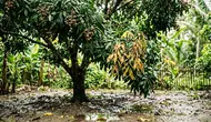 6 Tanda Pohon Kelengkeng Kelebihan Air, Kenali Sebelum Akar Membusuk