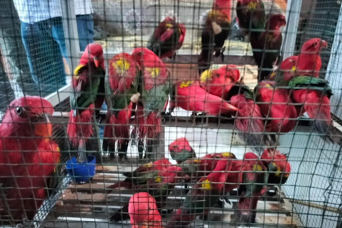 Sebanyak 50 ekor burung Kasturi Ternate (Lorius Garrulus) berhasil diselamatkan dari aksi peredaran ilegal pada, Rabu (15/1/2025).