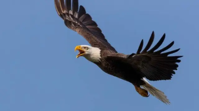 Ilustrasi bald eagle.