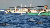 Lumba-lumba berenang dekat perahu yang berisi wisatawan di perairan Pantai Lovina di Singaraja, Bali, Jumat (30/10/2020). Pantai Lovin aini salah satu destinasi pariwisata di Pulau Bali yang menawarkan pemandangan matahari terbit dan wisata mengamati lumba-lumba di laut lepas. (SONNY TUMBELAKA/AFP)