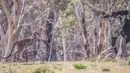 Foto 16 September 2020 ini menunjukkan seekor kanguru melompat di Taman Nasional Namadgi di Canberra, Australia. Pohon-pohon yang hangus terbakar masih terlihat jelas di tempat tersebut. (Xinhua/Liu Changchang)
