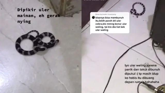 Viral Ular Weling Masuk Rumah, Awalnya Hanya Dikira Mainan
