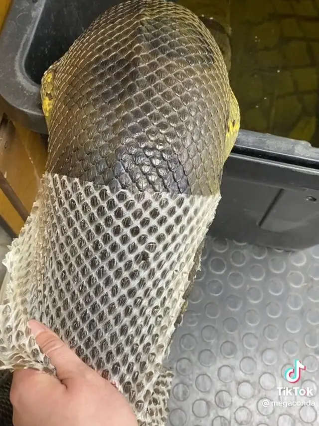 Ular Anaconda Ganti Kulit