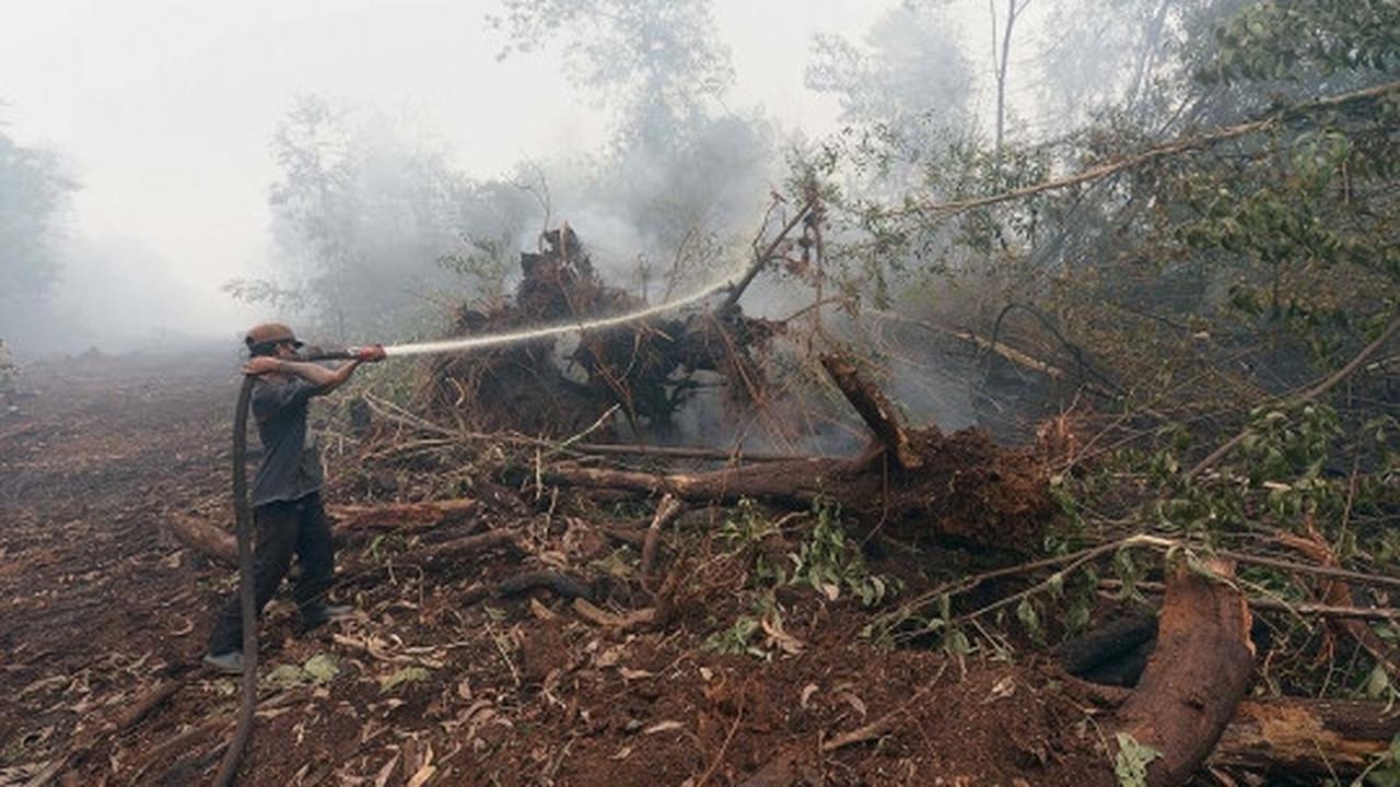 Kisah pekerja kebun kelapa sawit berjibaku padamkan kebakaran hutan