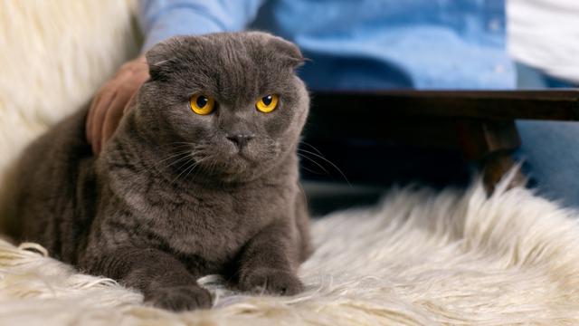 Scottish Fold