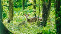 Kawanan Rusa Totol dari Istana Kepresidenan Bogor Menambah Koleksi Satwa Unik Taman Candika