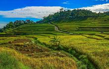 FOTO: Panen Padi di Terasering Cisalada