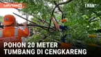 Pohon 20 Meter Tumbang Diterjang Hujan Deras