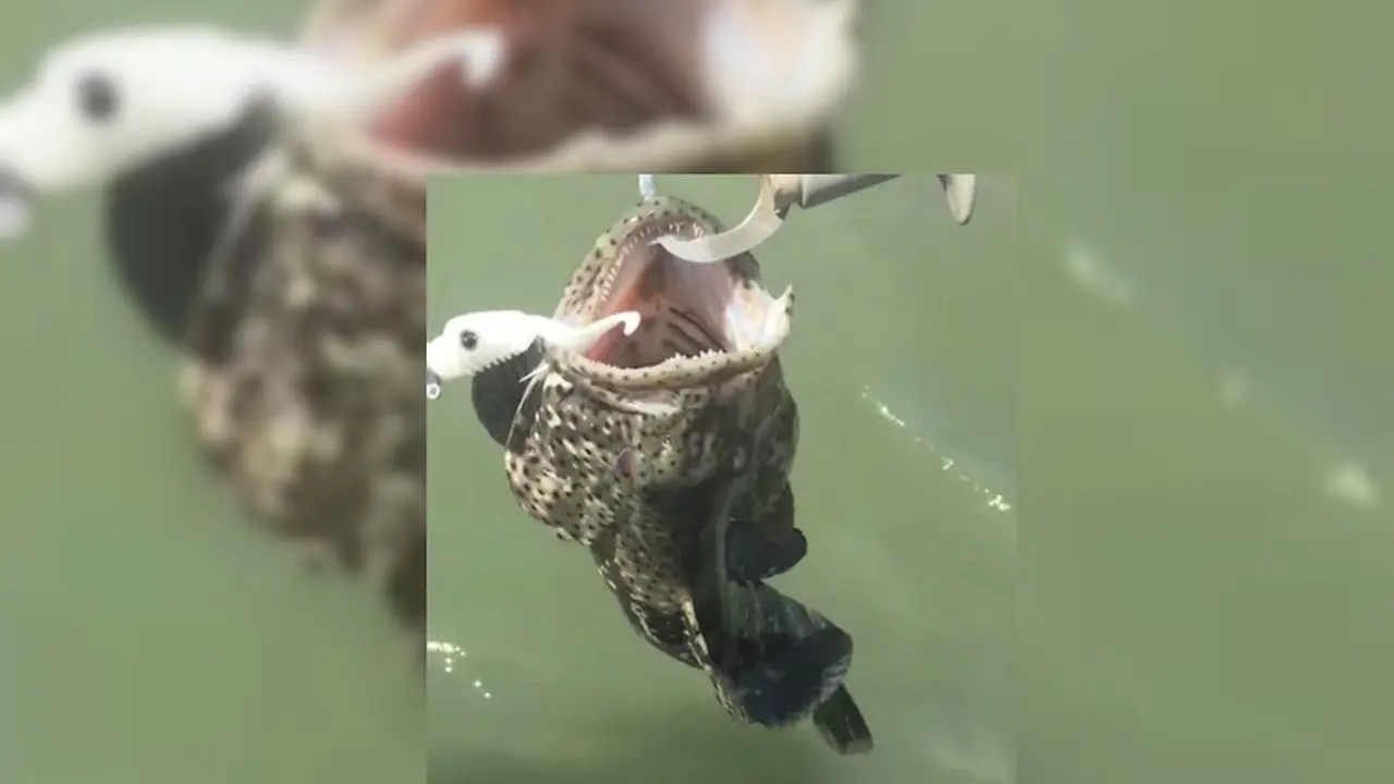 Detik-detik Mengejutkan Penemuan Ular berbisa di Dalam Mulut Ikan