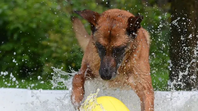 9 Cara Menghilangkan Kutu Anjing dengan Mudah, Aman dan Efektif