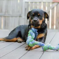20 Anjing Rotweiller Ini Bisa Bikin Siangmu Jadi Ceria