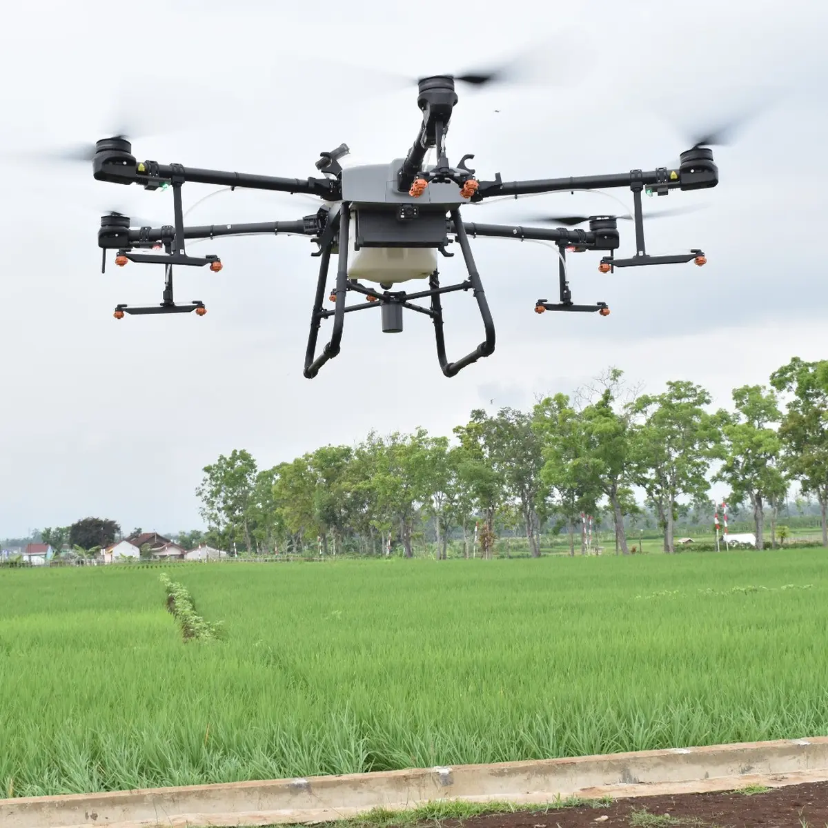 Drone Canggih Ramah Lingkungan Pembasmi Hama Wereng di Purbalingga