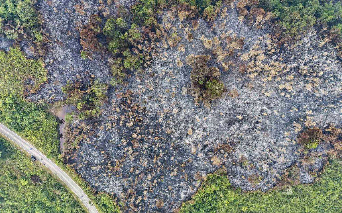 Kebakaran Hutan Terus Meluas di Kalimantan Barat