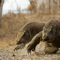 Pulau Komodo (shutterstock)