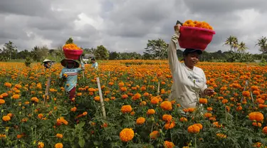 Pekerja yang membawa sekeranjang bunga marigold saat panen di Bali, Senin (21/9/2020). Umat Hindu di Indonesia sering menggunakan bunga Marigold saat berdoa sebagai persembahan. (AP Photo / Firdia Lisnawati)