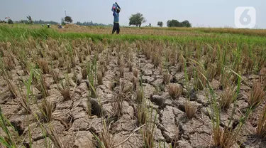 Kesiapsiagaan dan kewaspadaan atas kemungkinan terjadinya bencana yang ditimbulkan dari dampak fenomena El Nino juga ditingkatkan. (Liputan6.com/Angga Yuniar)