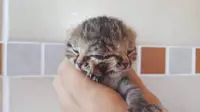 Langka, Anak Kucing Ini Terlahir dengan Dua Muka dan Tiga Mata