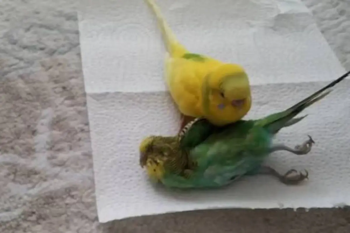 Mengharukan, Burung Ini Tak Mau Tinggalkan Temannya yang Mati