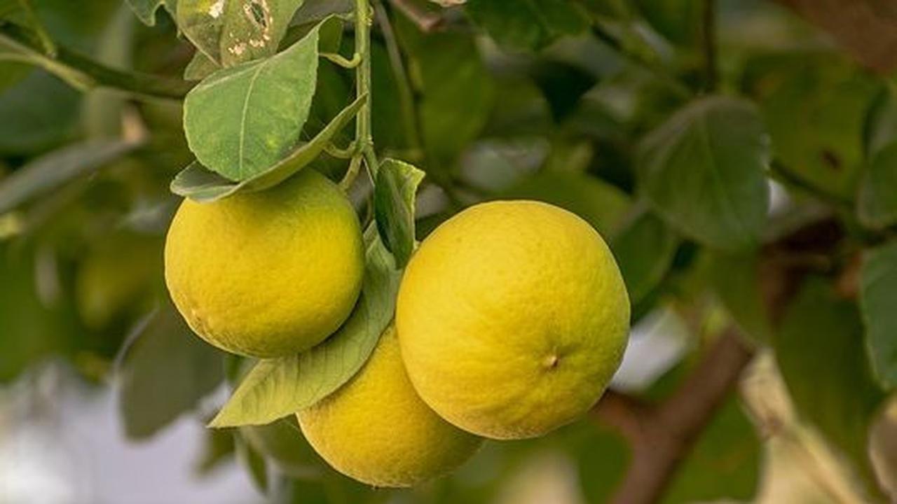 Cara Menghilangkan Bekas Luka di Kaki: Lemon, Madu, Lidah Buaya