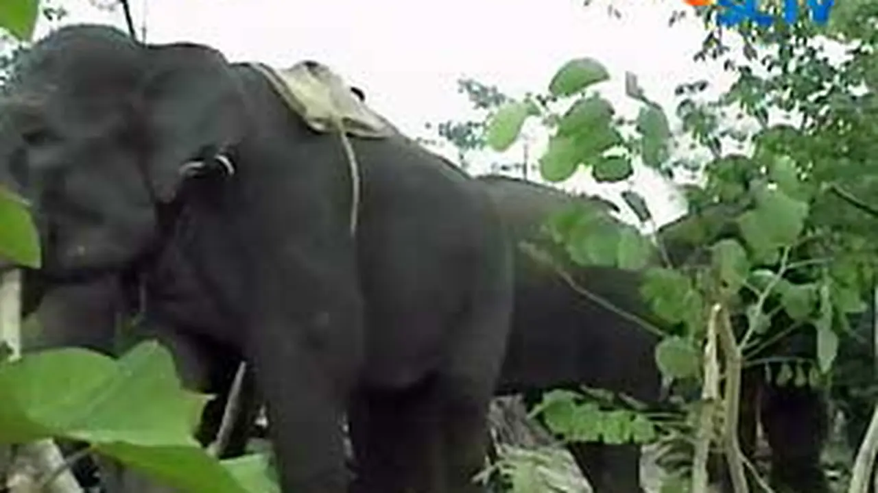 100207dakt_gajah.jpg