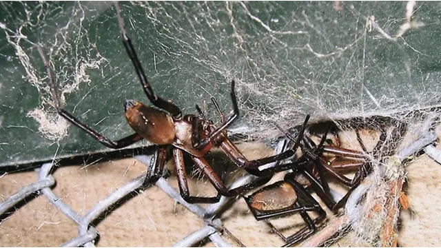 Courtsy spirerzrule.