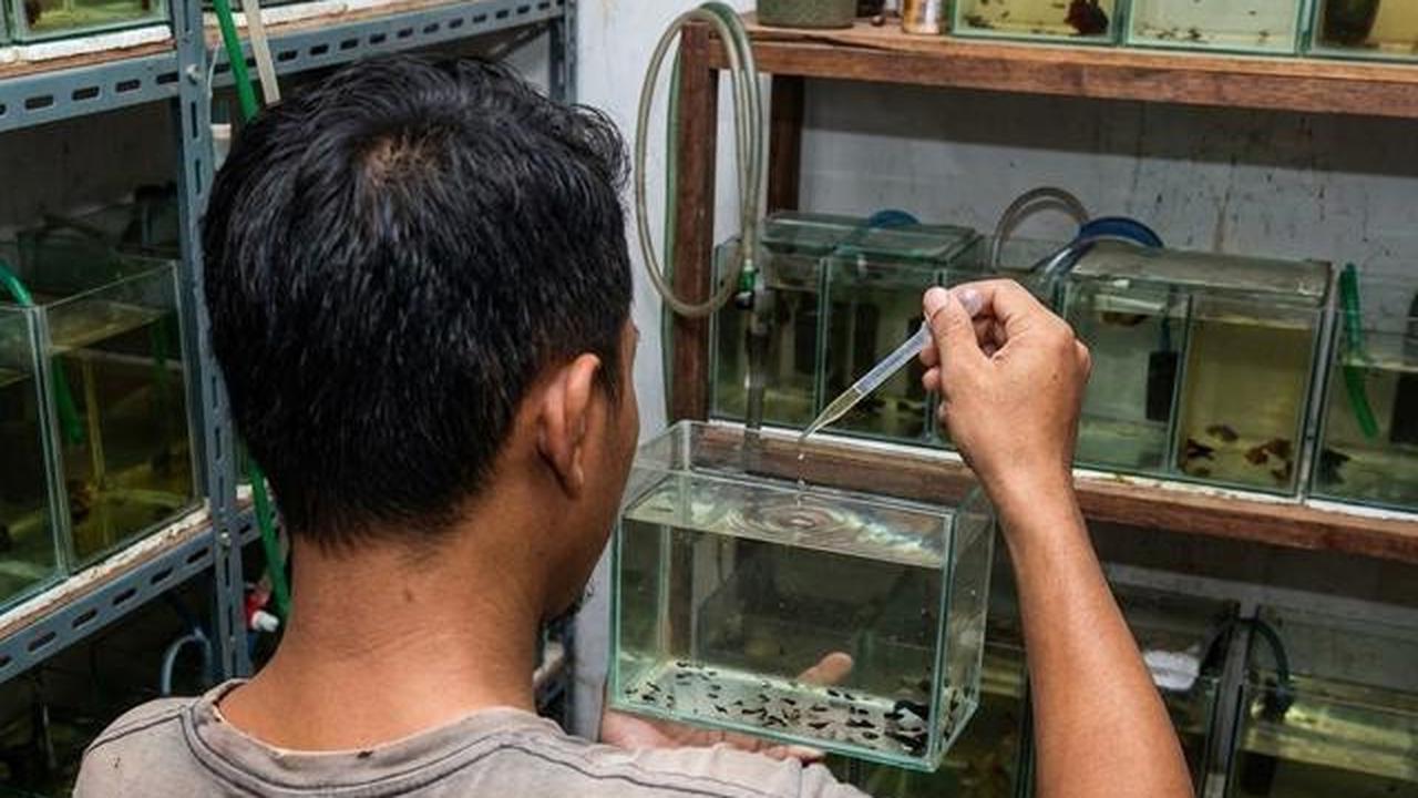 5 Cara Ternak Kutu Air Sendiri untuk Pakan Ikan Hias, Hemat ala Peternak Rumahan