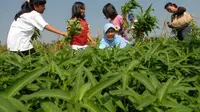 Seorang ibu dengan anak-anaknya menikmati wisata memanen kangkung di lahan akademi berkebun bagian dari Indonesia berkebun di Serpong, Tangeran, Banten. (Antara)