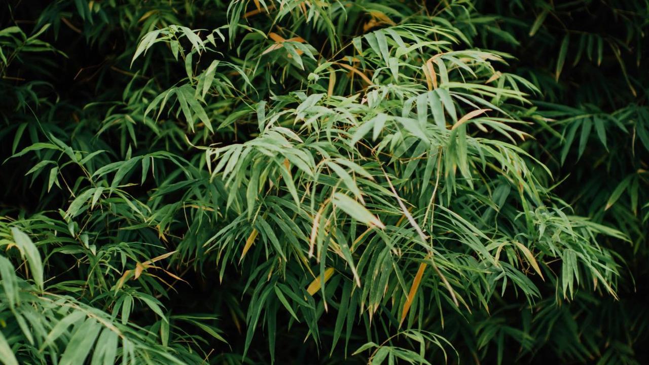 <b>Manfaat Daun Bambu bagi Kesehatan</b>