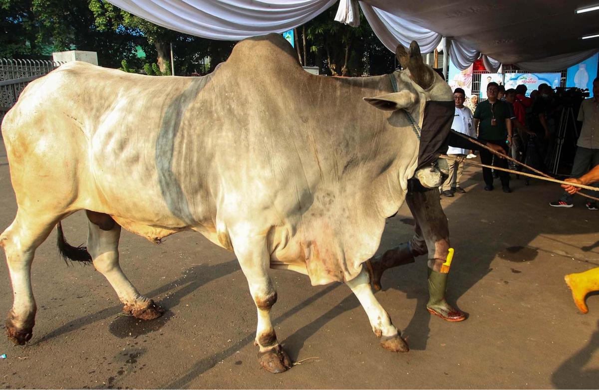 FOTO: Daging Sapi Kurban Prabowo dan Gibran di  Mesjid Istiqlal Akan Dimasak dan  Dibagikan Kepada Anak-Anak Yatim