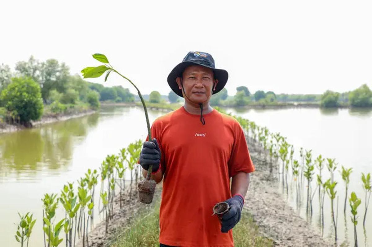 Hari Mangrove Sedunia 2025, BRI Tunjukkan Aksi Nyata Selamatkan Ekosistem Pesisir Muara Gembong Bekasi Lewat BRI Menanam - Grow &amp; Green