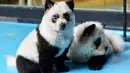 Anjing-anjing jenis Chow Chow dicat putih dan hitam menyerupai panda di kafe Cute Pet Games di kota Chengdu, China, 23 Oktober 2019. Pemilik kafe juga menawarkan jasa cat bulu anjing menjadi putih dan hitam dengan harga 1.500 yuan, atau sekitar Rp 3 juta. (STR / AFP)