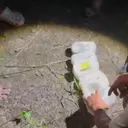 Terbongkarnya 7 Kg Sabu di Dalam Tanah Bengkalis