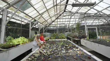 Peneliti tanaman Begonia Hartutiningsih melakukan proses adaptasi Begonia yang dikumpulkan dari hutan-hutan di Indonesia untuk dijadikan tanaman komersil pada rumah kaca di Kebun Raya, Bogor, Senin (25/2). (Merdeka.com/Arie Basuki)