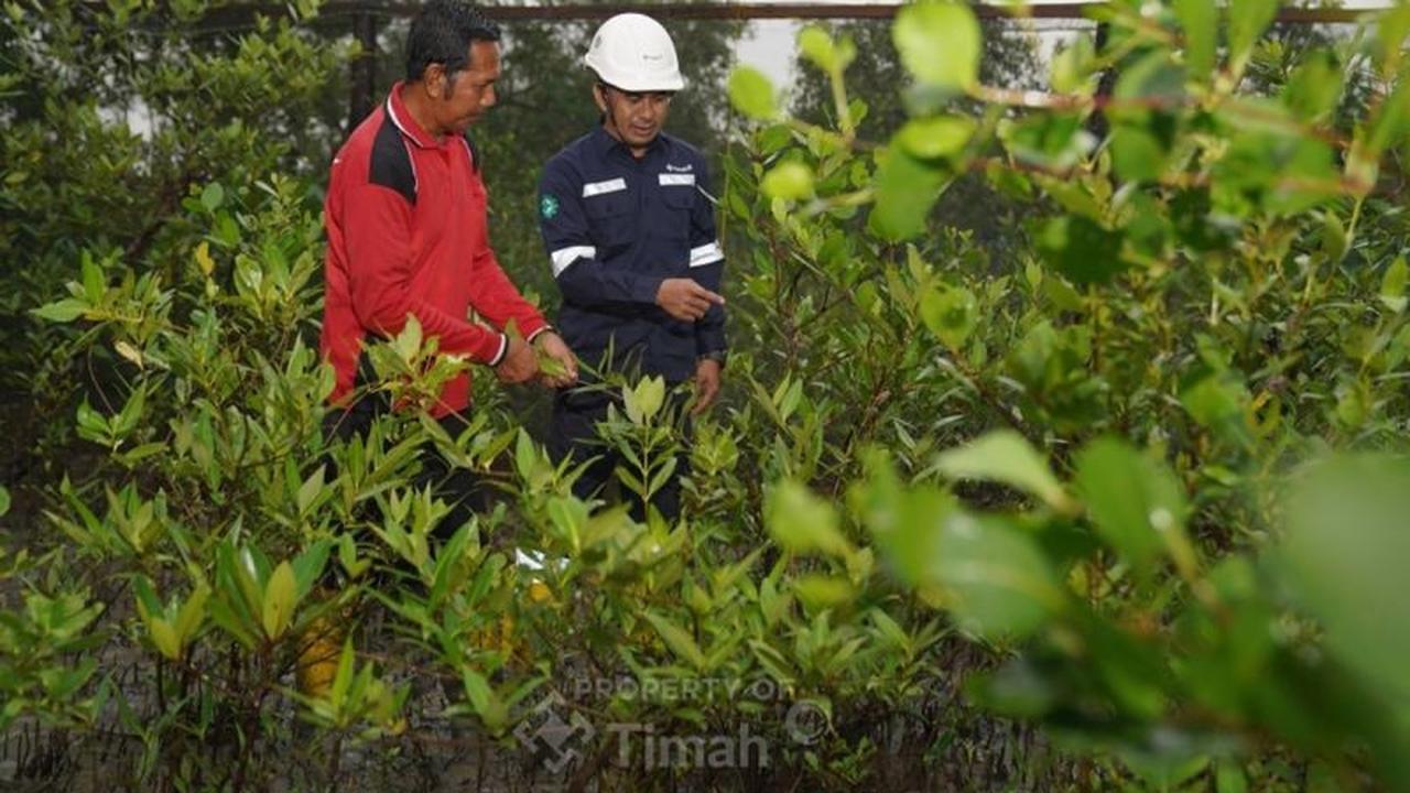 PT Timah Tanam 1.400 Pohon Buah, Perkuat Komitmen Pelestarian Lingkungan dan Ekonomi Masyarakat