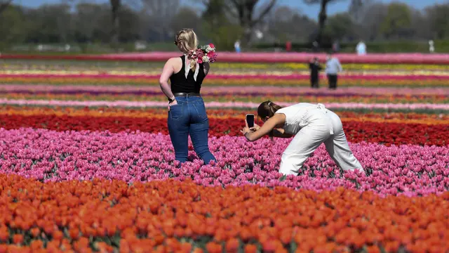Ribuan Bunga Tulip Bermekaran di Jerman