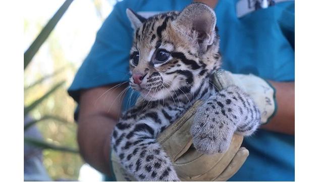 Gunakan Sperma Beku, Kebun Binatang Ini Sukses Hasilkan Hewan Langka