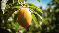 Ilustrasi daun mangga. Photo by Freepik