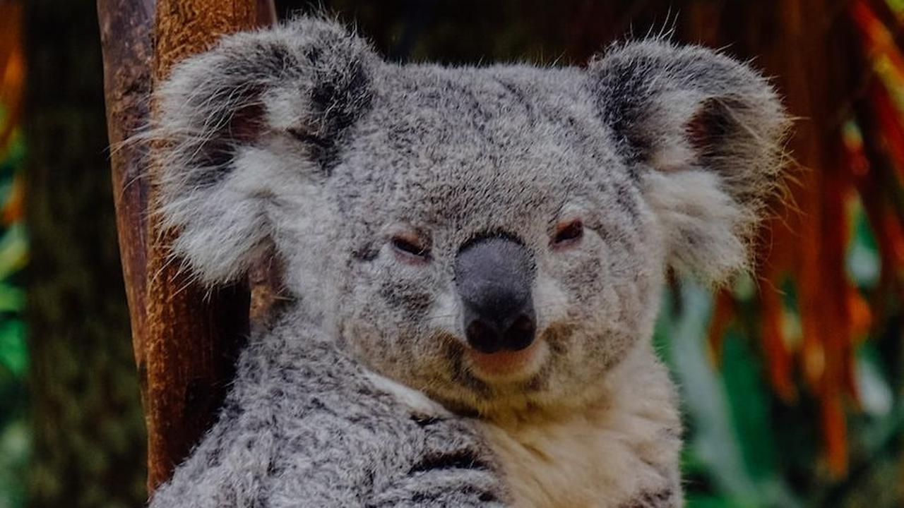 2. Koala<br>